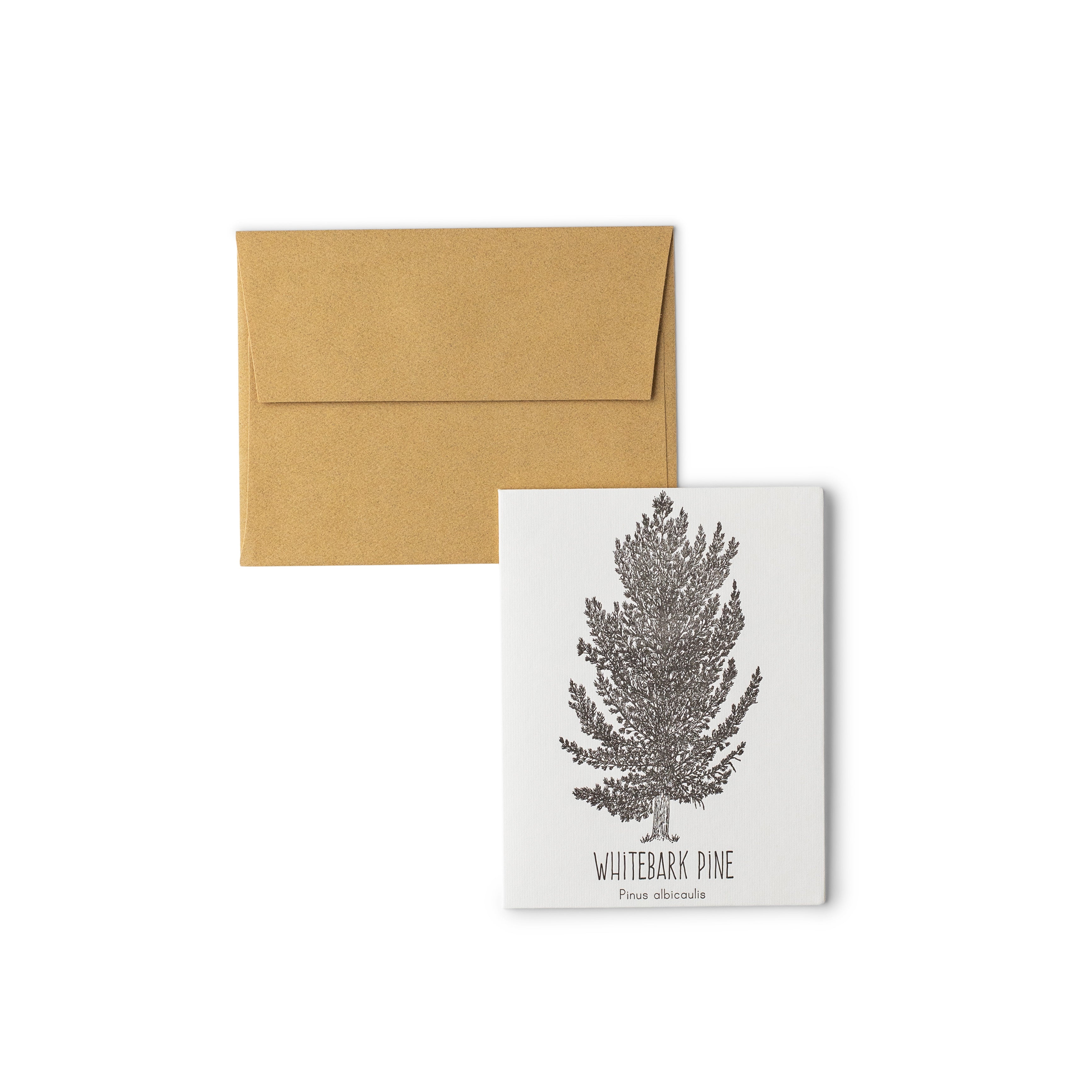Whitebark Pine Letterpress Card