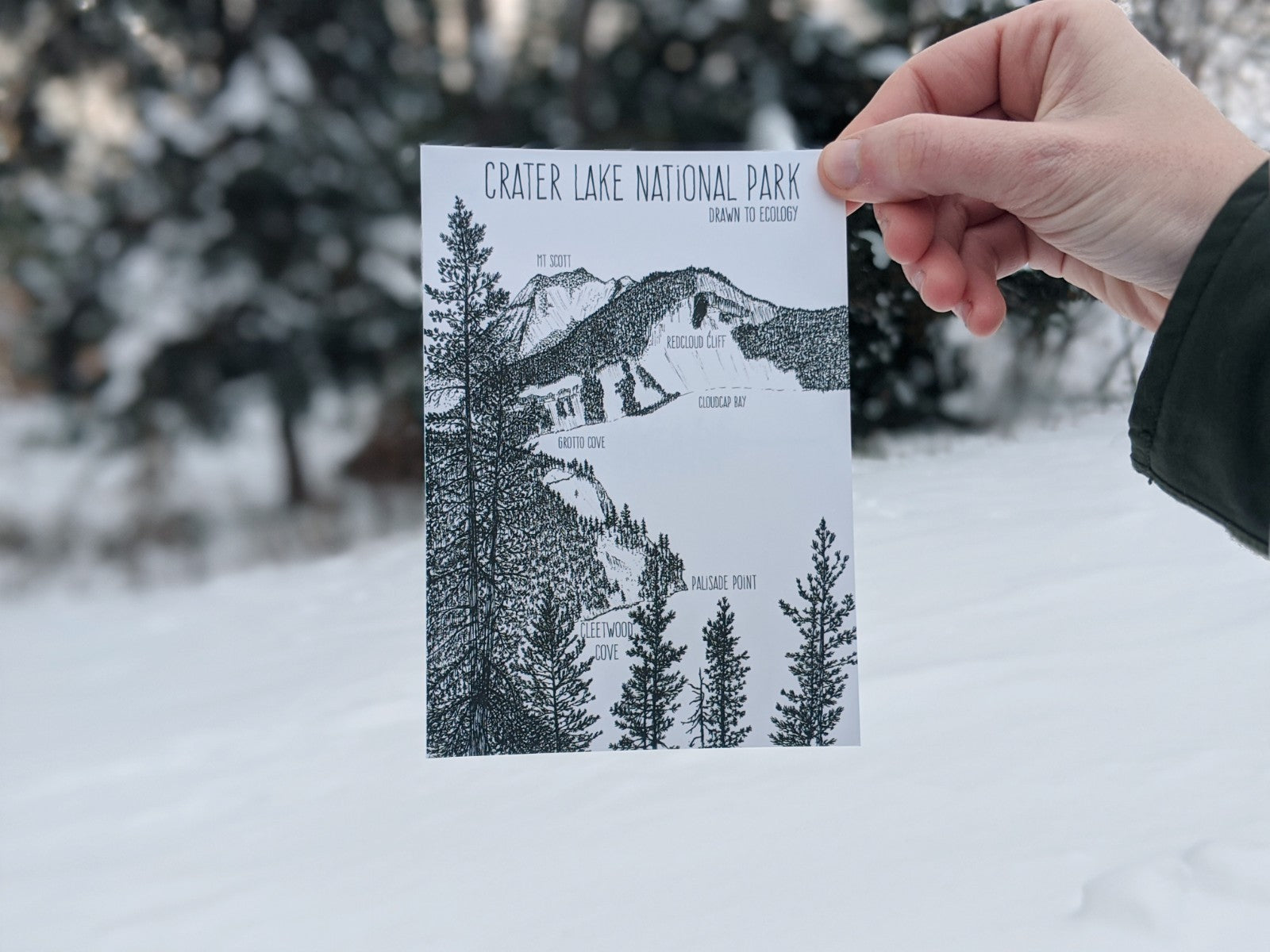 Cleetwood Cove, Crater Lake NPS Postcard