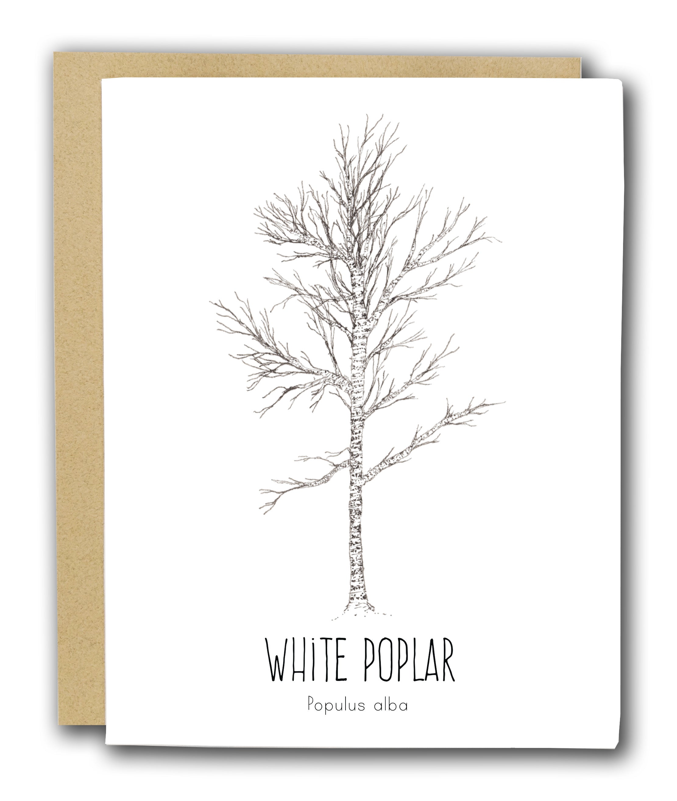 White Poplar Letterpress Card