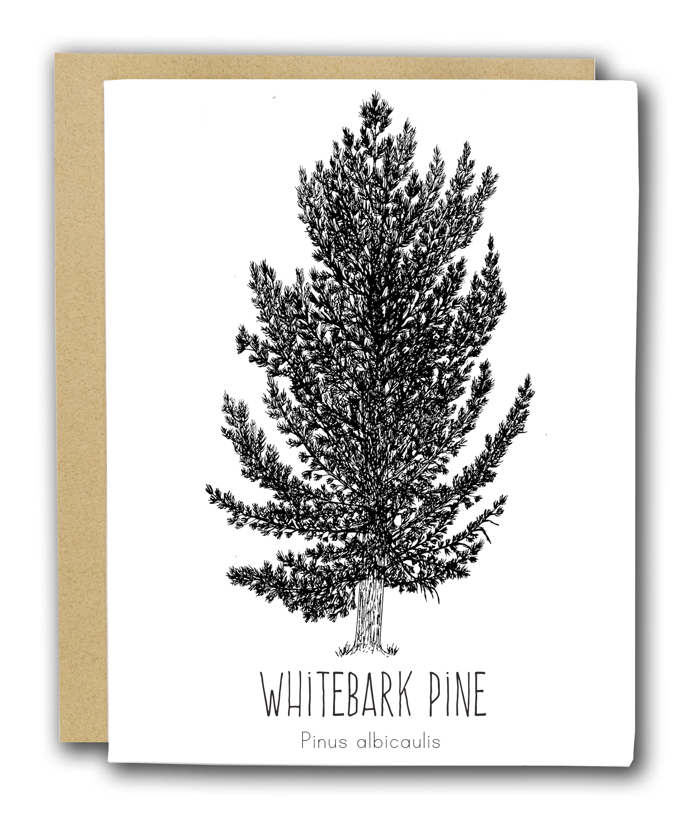 Whitebark Pine Letterpress Card