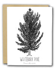 Whitebark Pine Letterpress Card