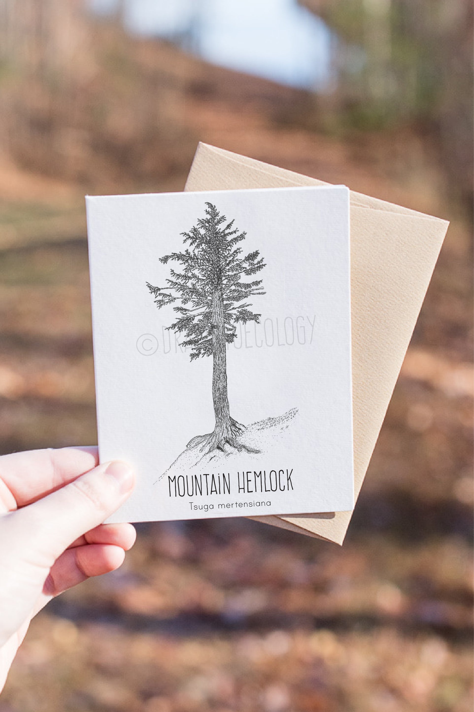 Mountain Hemlock Letterpress Card