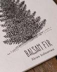 Balsam Fir Letterpress Card