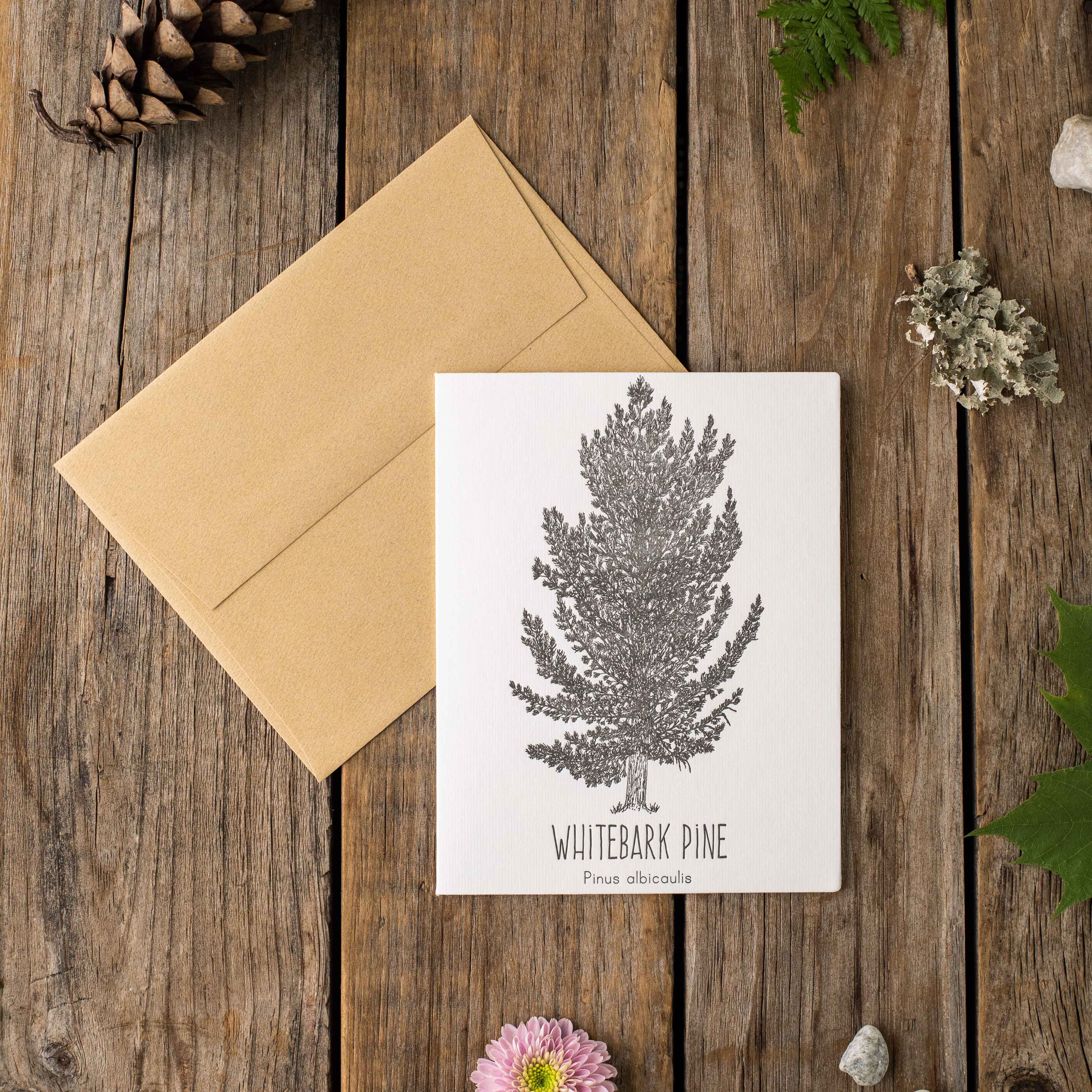 Whitebark Pine Letterpress Card