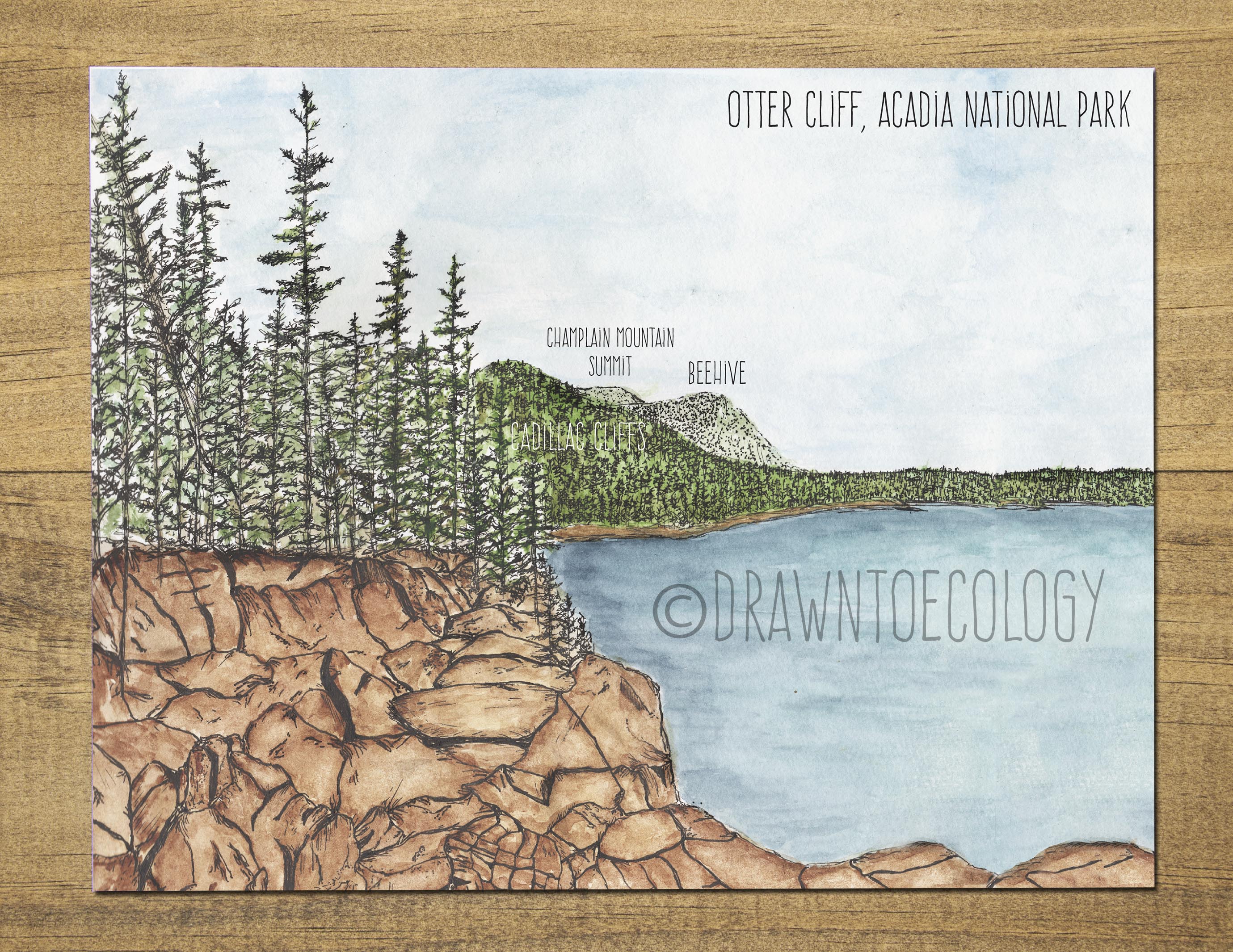Otter Cliff Acadia National Park Watercolor Sticker