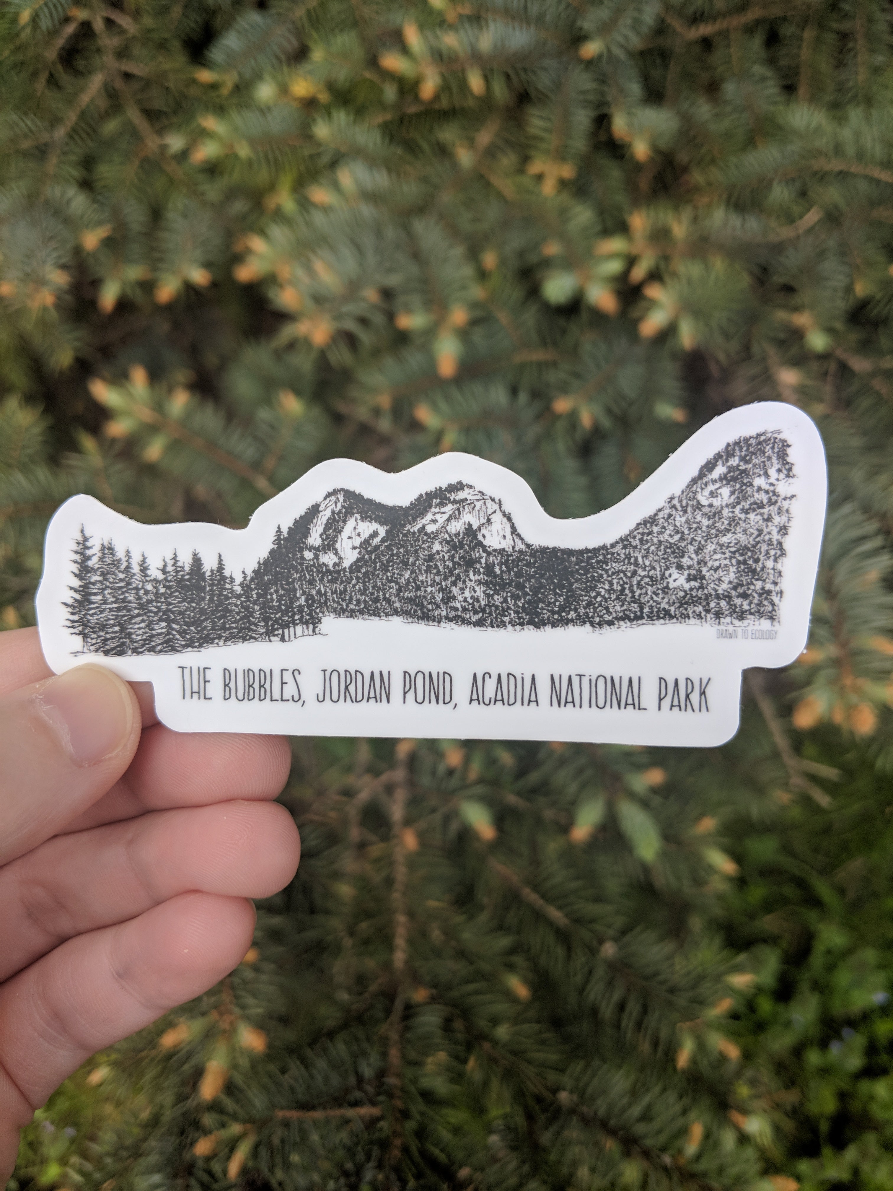 Bubbles, Acadia National Park Ink Sticker