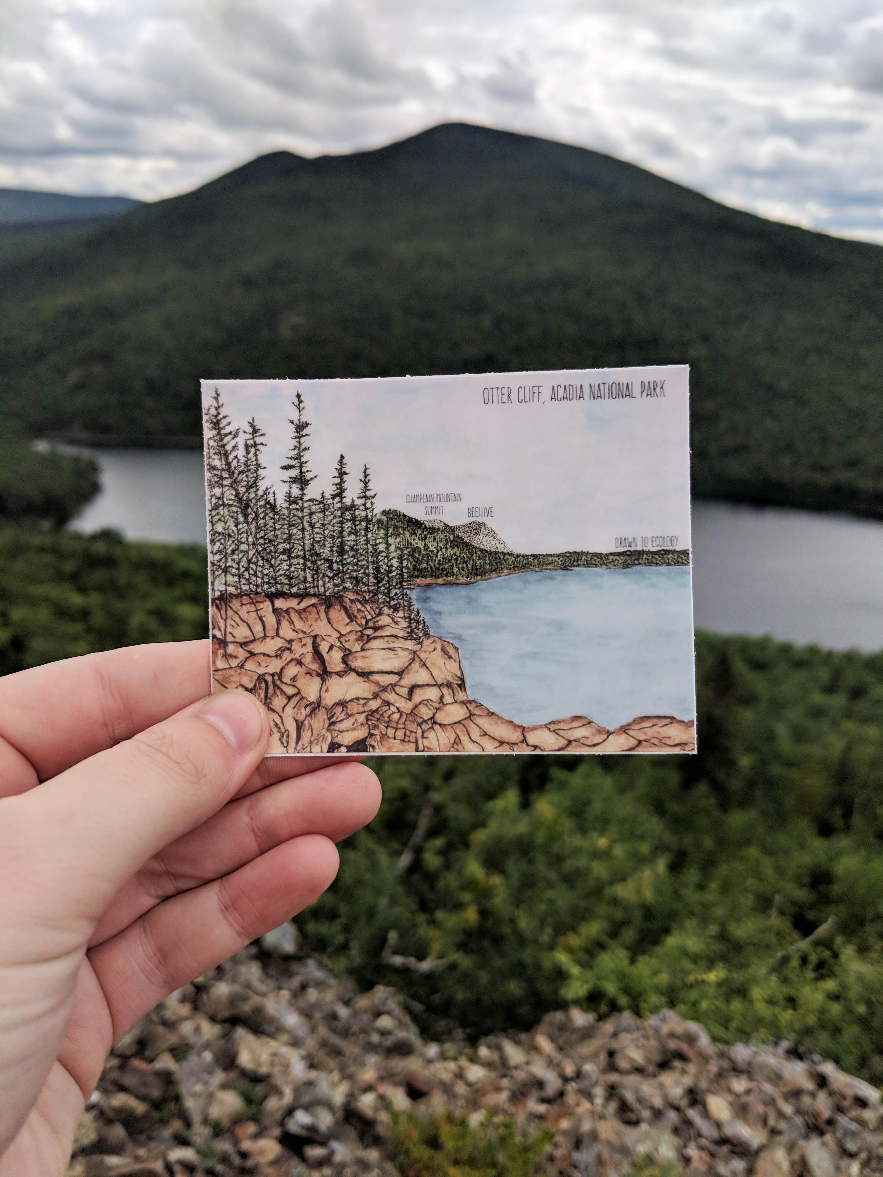 Otter Cliff Acadia National Park Watercolor Sticker – Drawn to Ecology