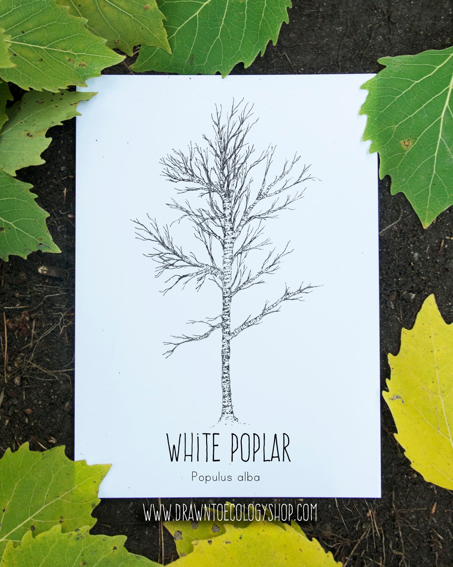 White Poplar Letterpress Card